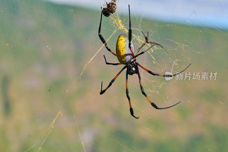 Nephila inaurata -留尼汪岛